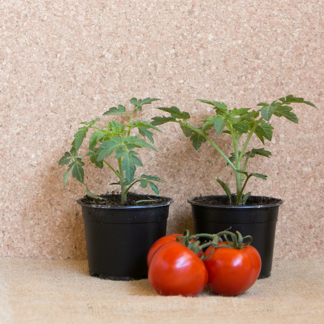 Nursery Huntley Berry Farm