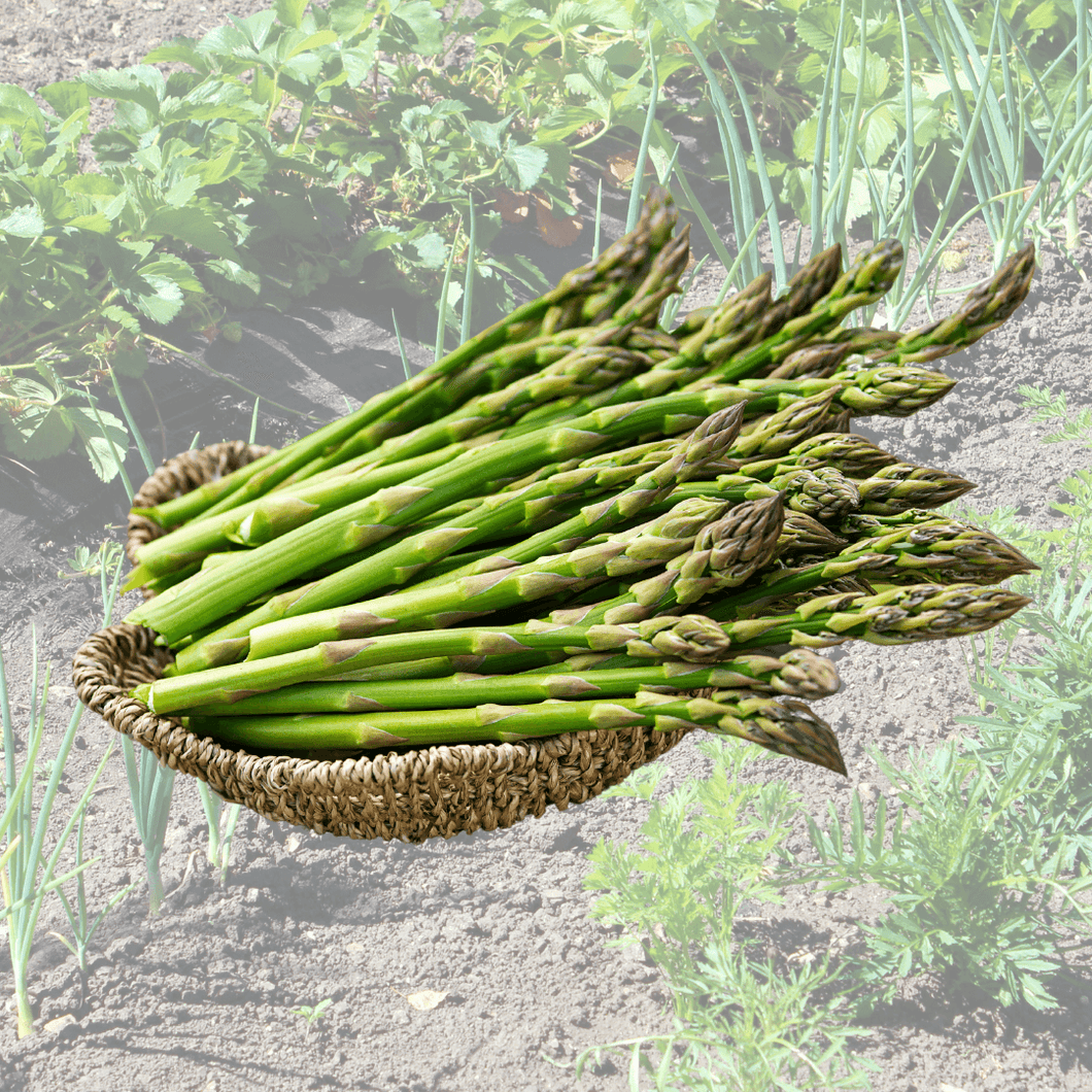 Asparagus crowns small - Mary Washington || 5cm pots