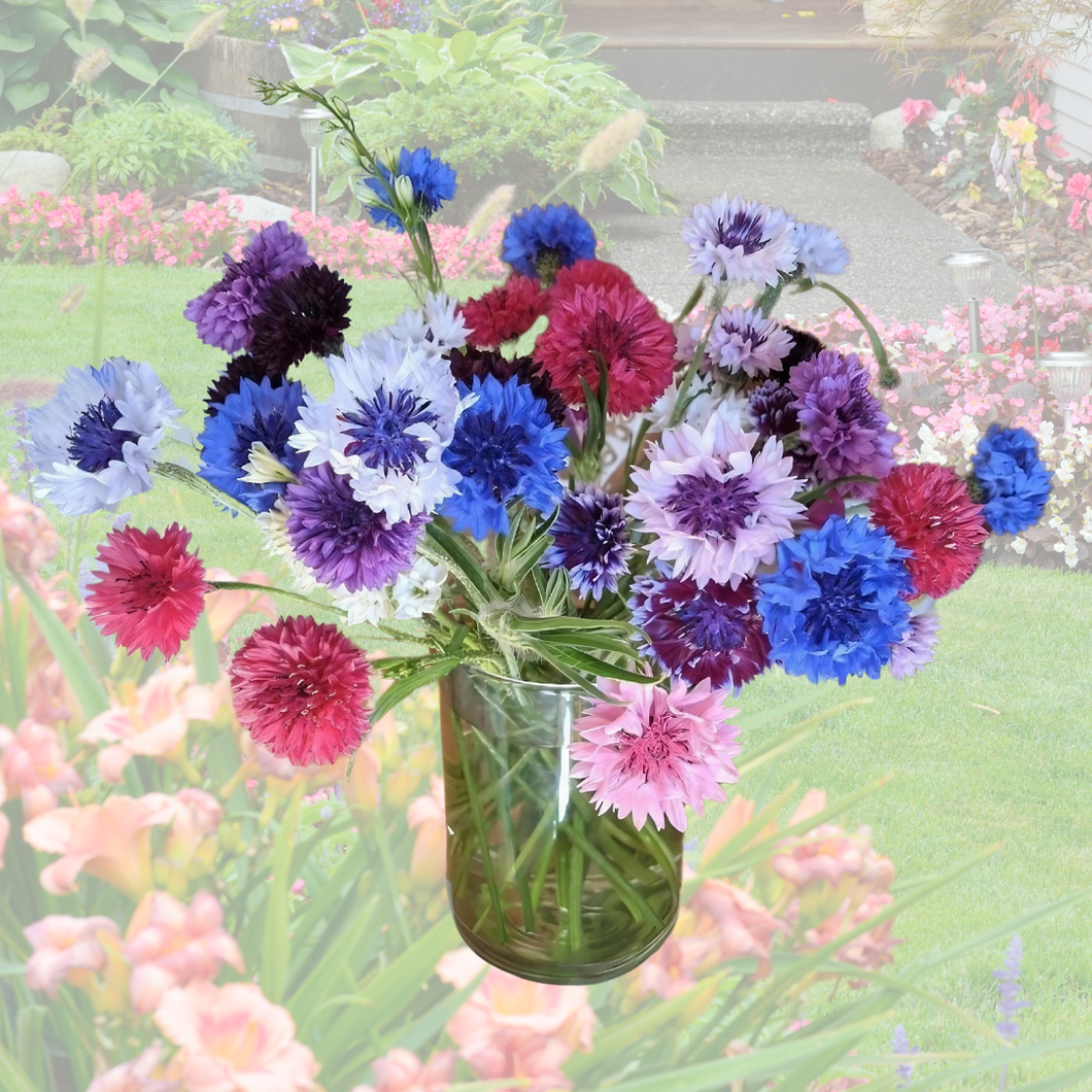 Cornflower mixed colours || 10cm pots