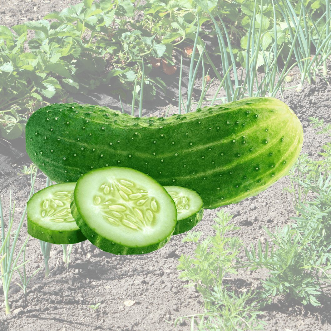 Cucumber organic || 5cm pots