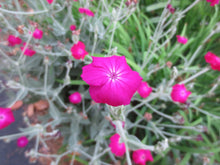 Load image into Gallery viewer, Rose Campion pink - Lychnis coronaria || 10cm pots
