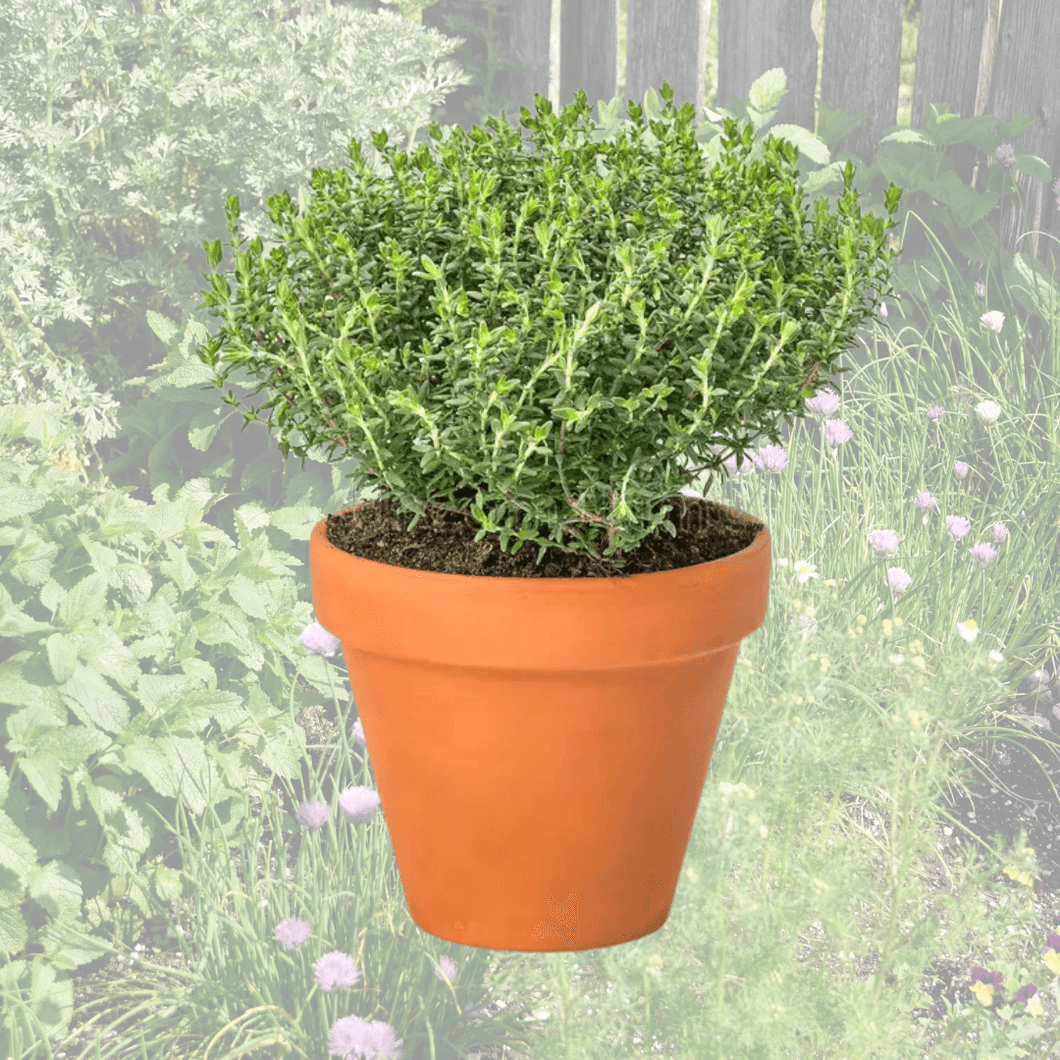 Herb - Thyme organic || 5cm pots