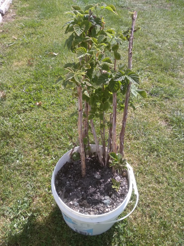 Raspberry plants - bucket of canes