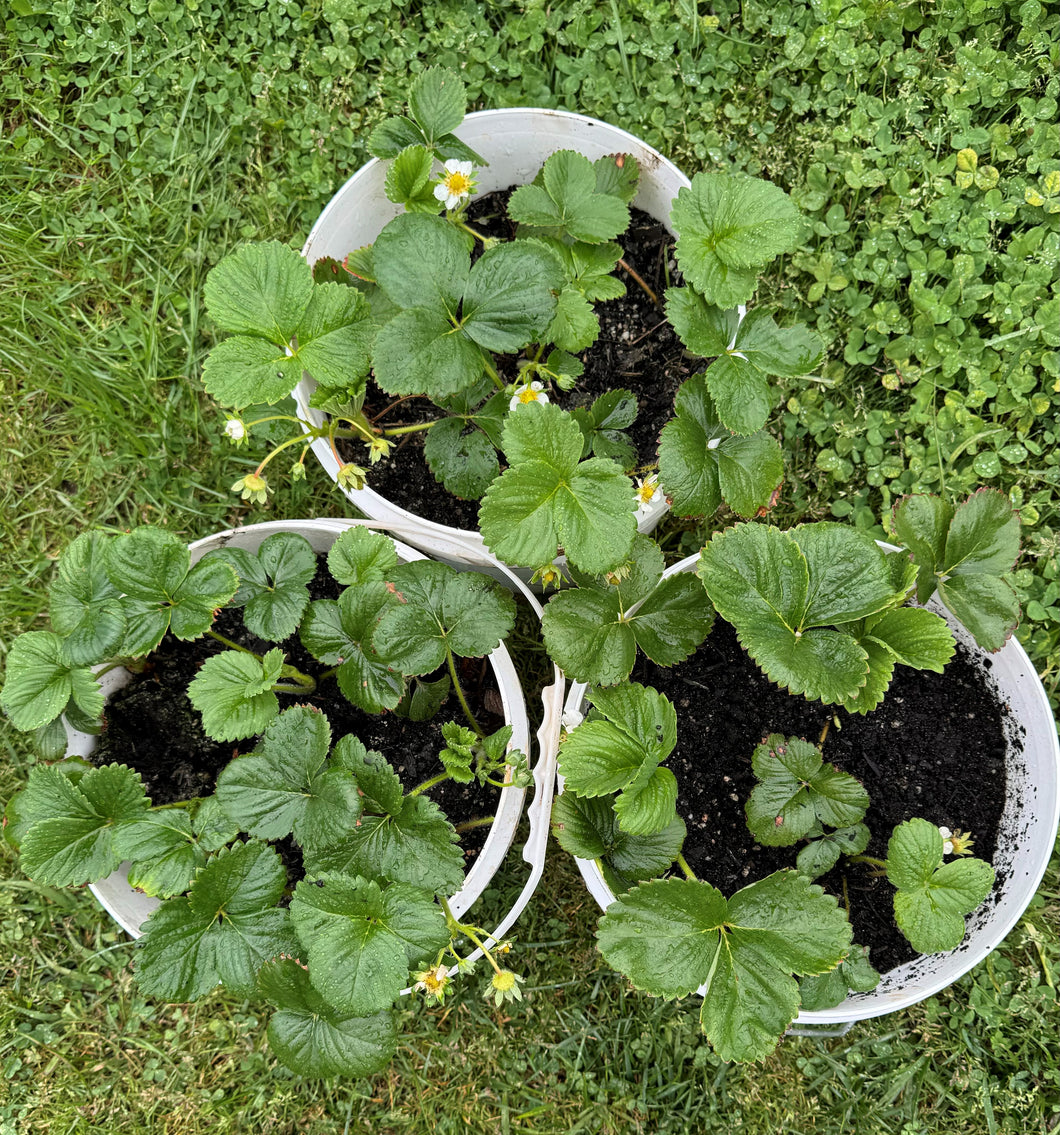 Strawberry Plants || bucket of 5 plants